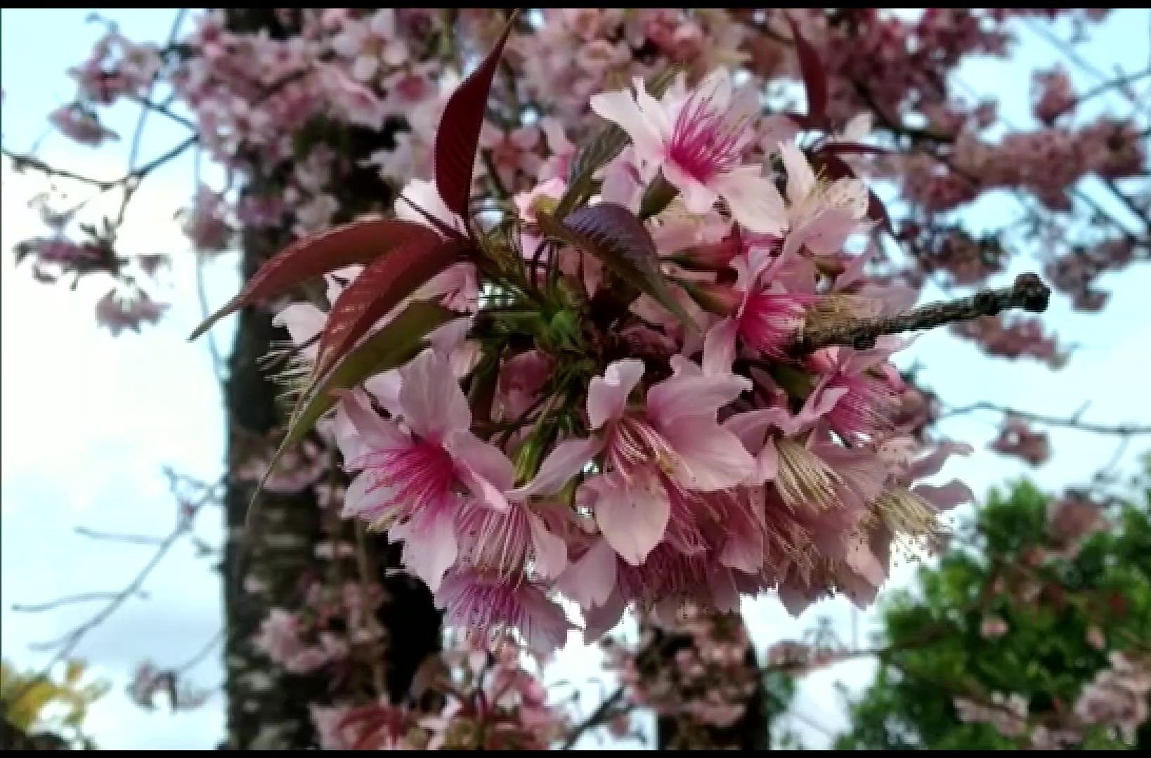 In Photos Pandemic Fails To Dampen Spirits As Cherry Blossom Flowers Turn Shillong Pink Photogallery in photos pandemic fails to dampen