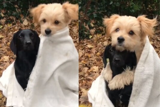 Video grab of dogs cuddling.
(Credit: Instagram/@
knutini_)