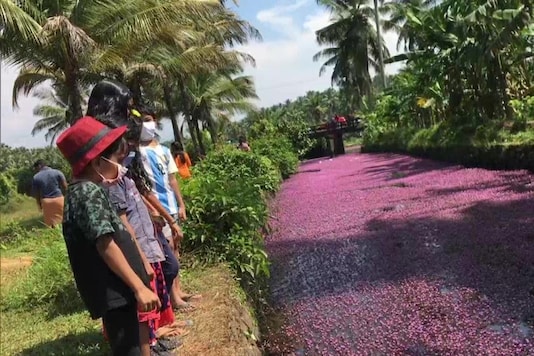 Forked Fanwort blooms in Kerala's Kozhikode; prompting people to visit to see the aquatic plant. (Photo: ANI/Twitter) Forked Fanwort blooms in Kerala's Kozhikode; prompting people to visit to see the aquatic plant. (Photo: ANI/Twitter)