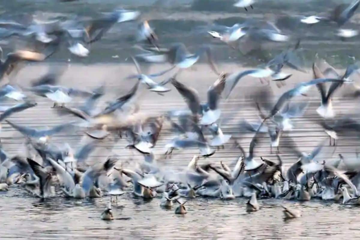 Odisha's Bhitarkanika National Park Fills with Chirps of Thousands of Migratory Birds as Winter Sets