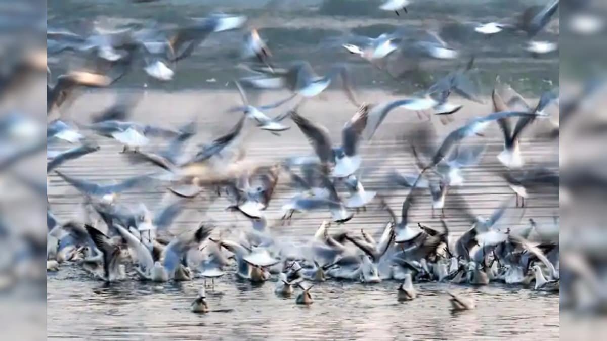 Odisha's Bhitarkanika National Park Fills with Chirps of Thousands of Migratory Birds as Winter Sets