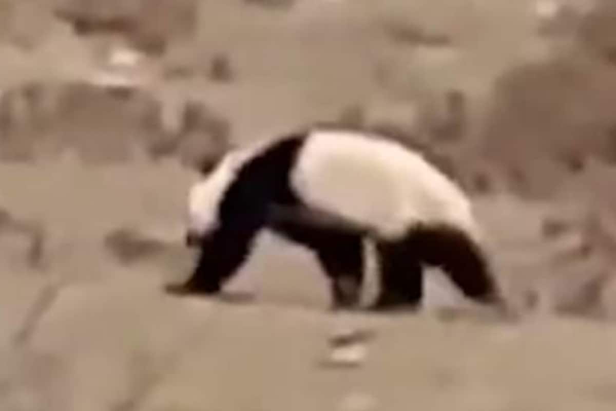 Watch: Giant Panda Running Up the Hill in Chinese Village Has Surprised Everyone