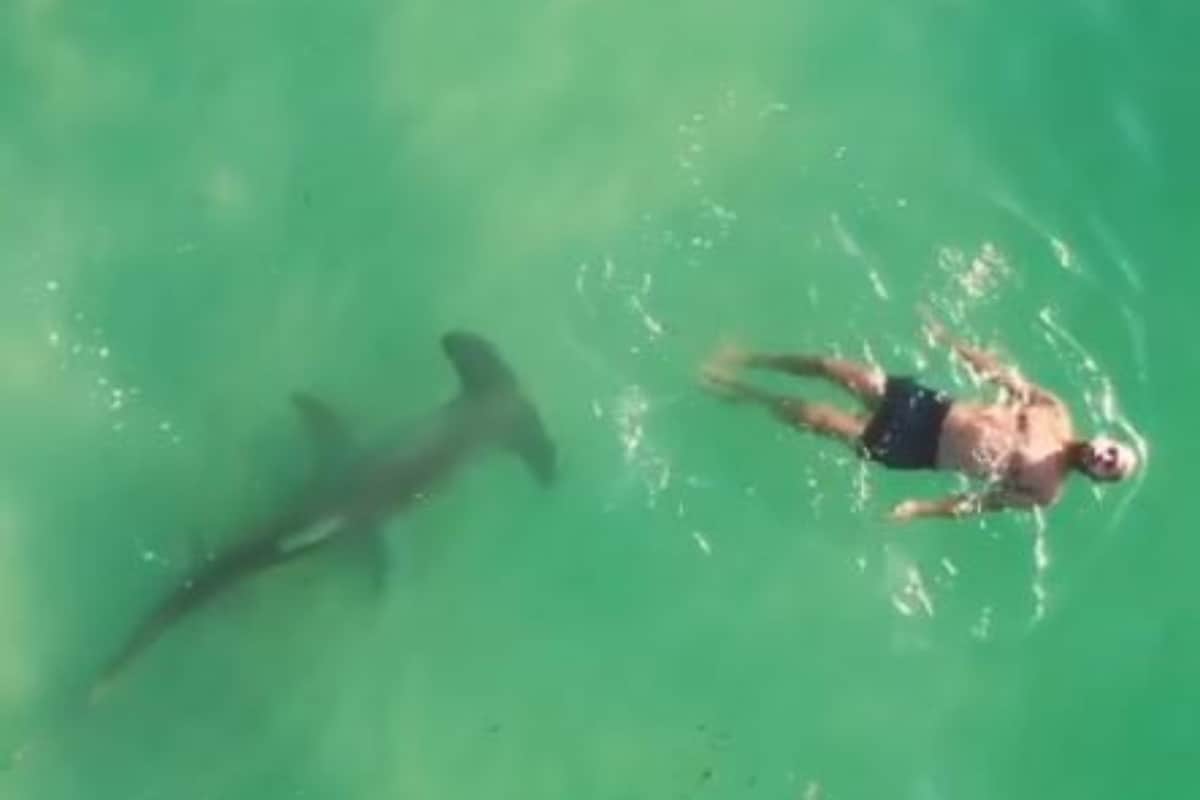 WATCH: Man Swims Near Hammerhead Shark, Terrifying Video Goes Viral