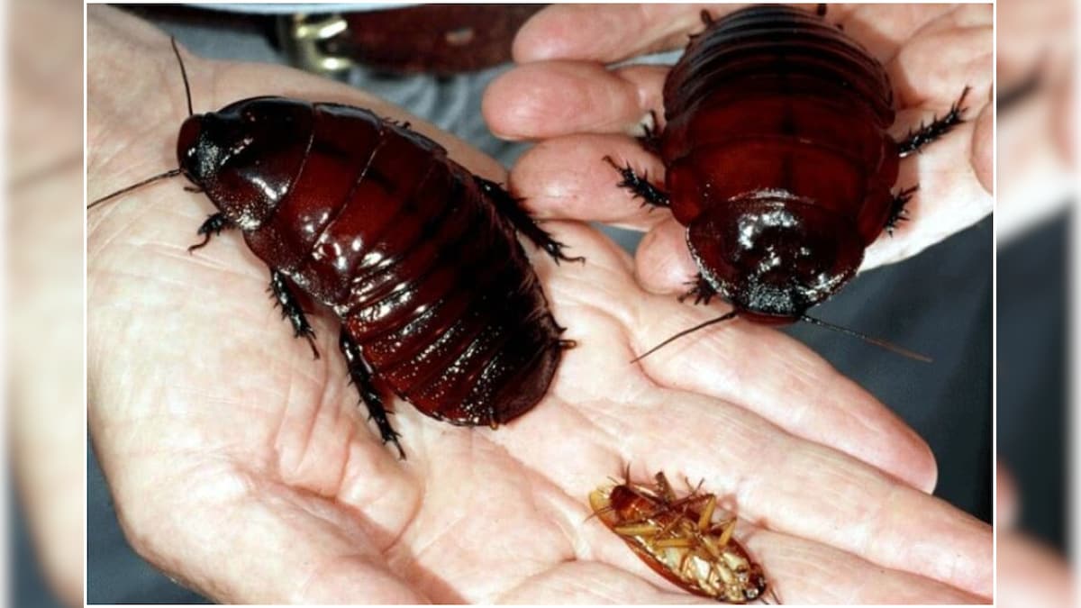 UK Police Probes Reality TV Show Over Allegations of Releasing Non-native Cockroaches in Wales