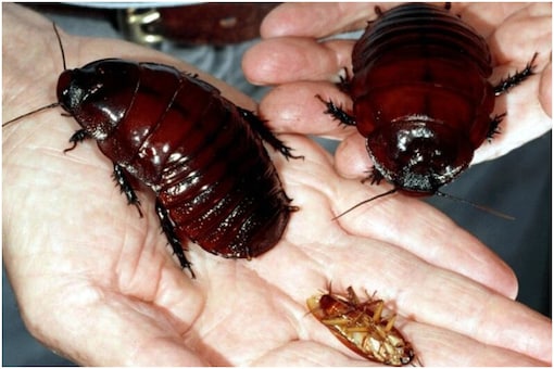 Fear of cockroaches | Image credit: Reuters (Representational) 