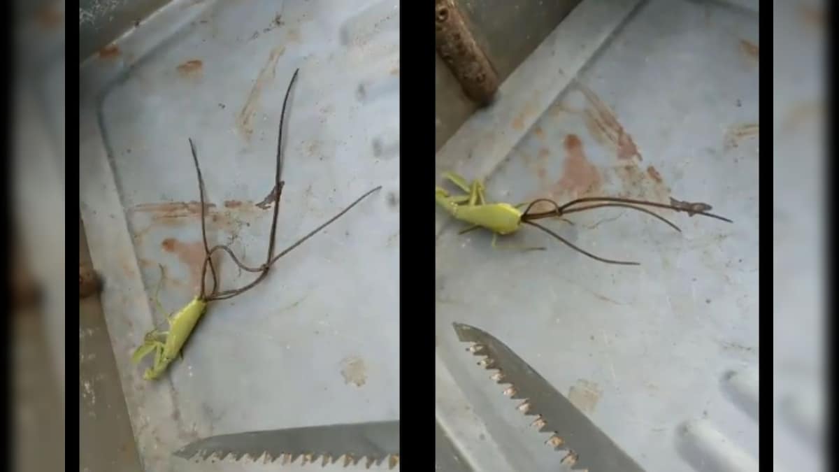 Horrifying Video of Long and Slithery Creatures Coming out of Dead Mantis Creep Netizens Out