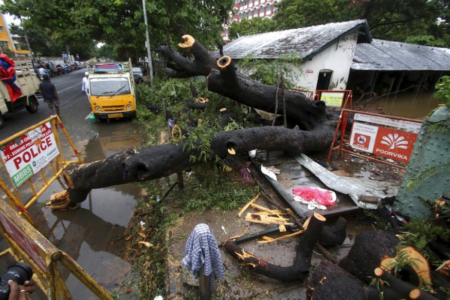  A tree that fell collapsing a compound wall in Chennai. (Image: AP)