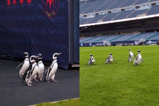 The animals belong to the neighbouring Shedd Aquarium and the staff has been taking them on field trips since the aquarium is closed.