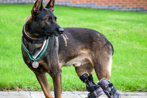 Uk Dog Who Took Out Al Qaeda Gunman Awarded Psda Dickin Medal For Bravery Uk Dog Who Took Out Al Qaeda Gunman Awarded Psda Dickin Medal For Bravery