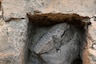 Discovery of Unusual, Ancient Fossilized Beak Gives Peek into Modern Bird Evolution