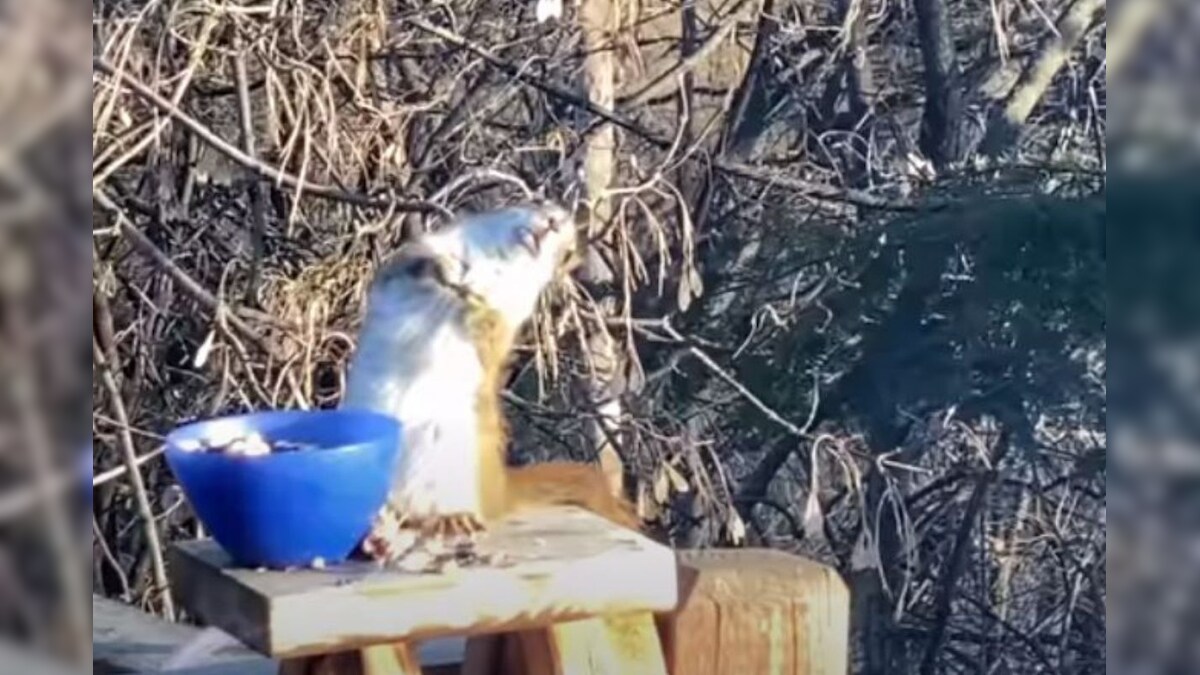 Watch: Squirrel Getting Intoxicated on Fermented Pearl is Leaving Netizens in Splits