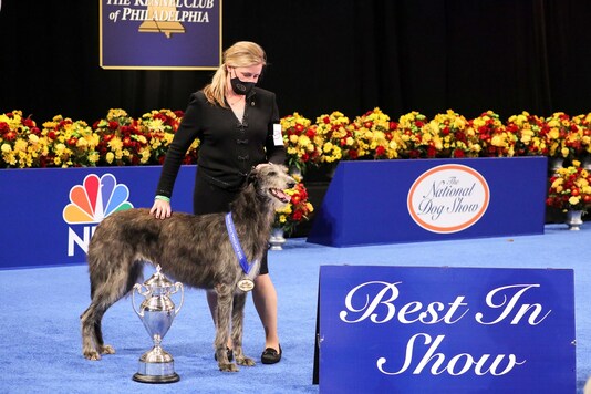 Claire defeated six other dogs who were at the top of their respective groups. (Credit: NBC Entertainment/Twitter)