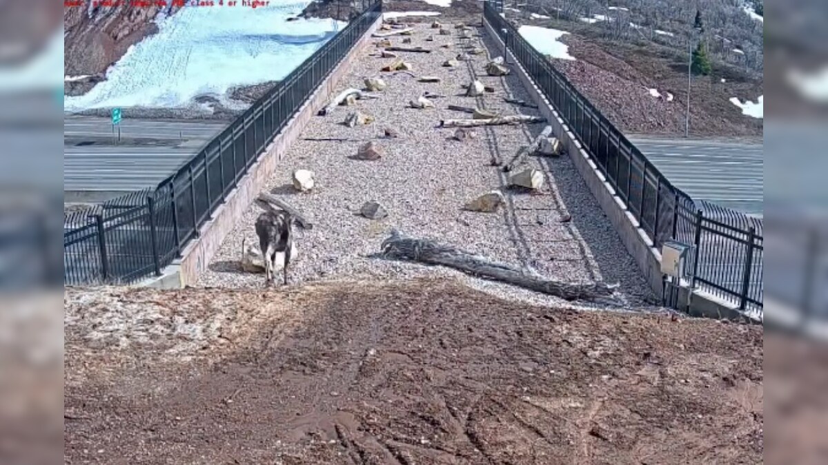 Utah Officials Prevent Accidents and Killings of Mule Deer on Highway by Building Bridge