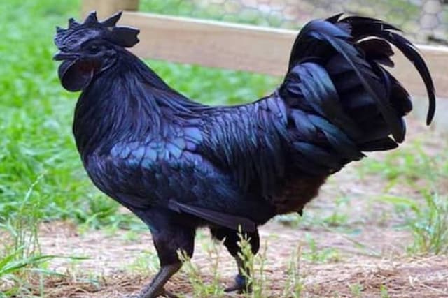 Kadaknath, the Unique Black Chicken is Going Up in Demand Amid Covid ...