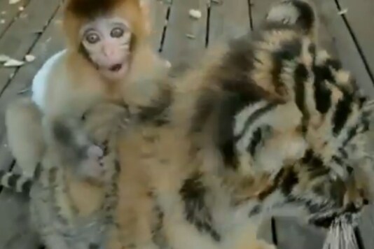 Watch Tiger Cub Carries Baby Monkey On Back In This Adorable Video From China S Zoo