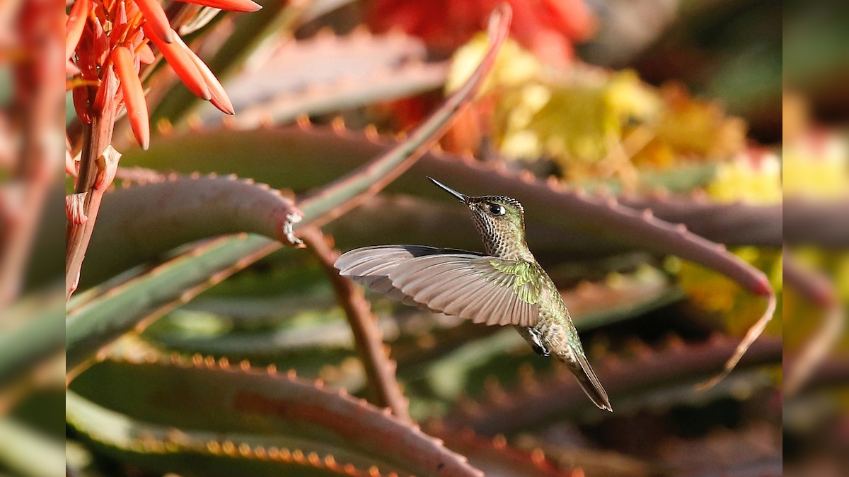 Hummingbird Sanctuary Provides Respite From Stresses of Bogota City Life