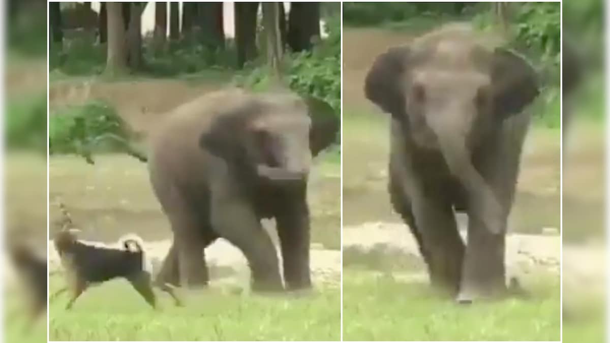 Internet is Drooling Over Rescued Baby Elephant Who Found Perfect BFF in Dog as Old Video Goes Viral