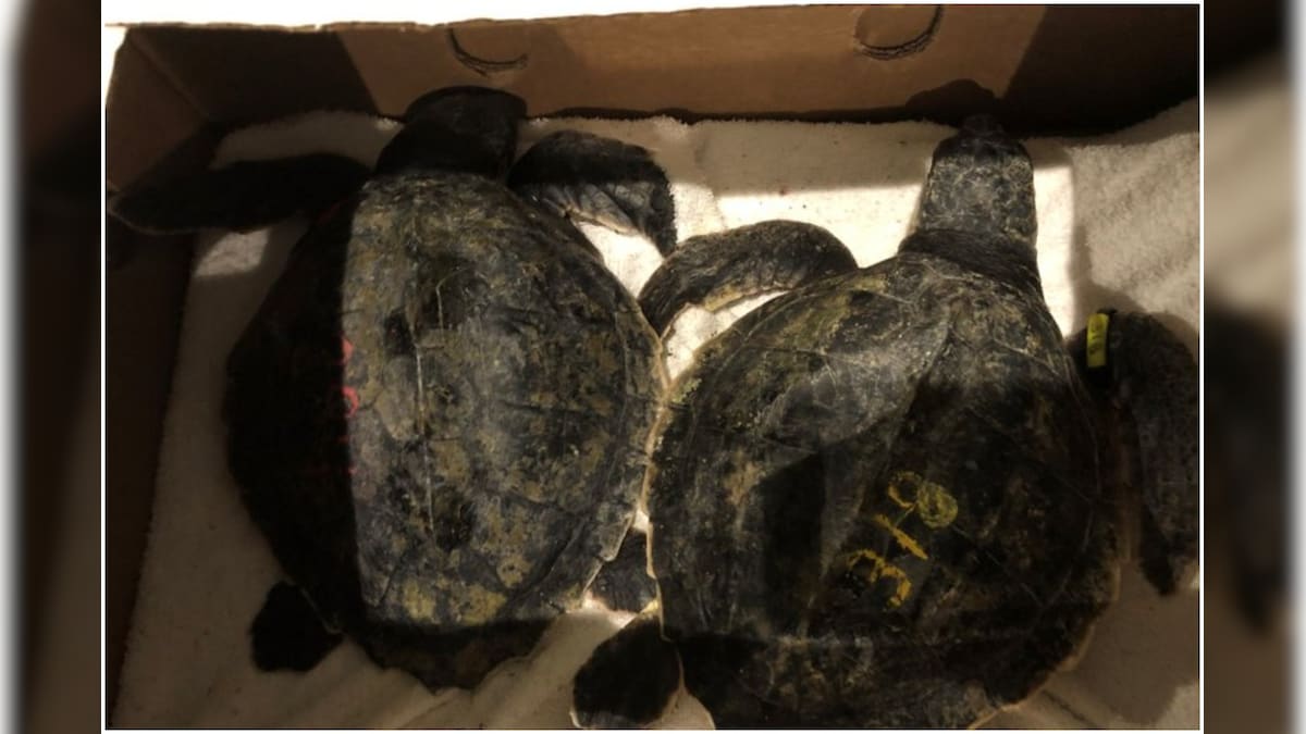 Thanksgiving Miracle? 30 Critically Endangered Turtles Survive a Rocky Rescue Ride in US