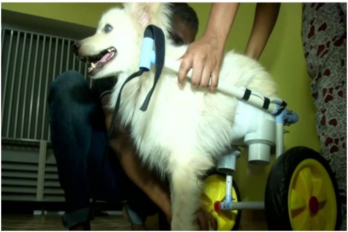 Tamil Nadu Father-daughter Duo Adopt Disabled Dog with Two Legs, Build Him a Special Wheelchair