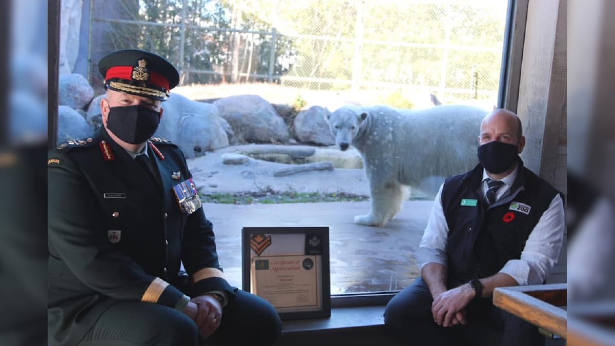 Canada Just Promoted a Polar Bear Named Juno in Rank to Honorary Master Corporal