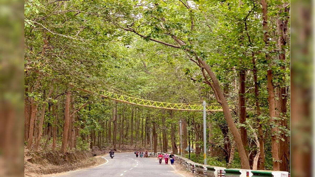 Uttarakhand Gets Special 'Ecobridge' to Help Leopards, Reptiles Cross Busy Forest Road