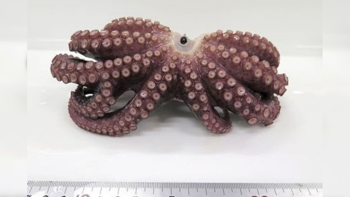 Rare Nine-legged Octopus Discovered by Japanese Fisherman Just as He Was Boiling it for Dinner