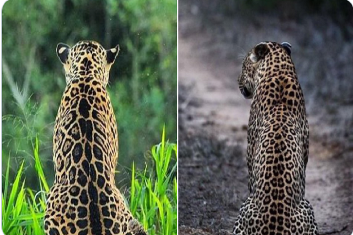 leopard vs cheetah vs jaguar vs panther