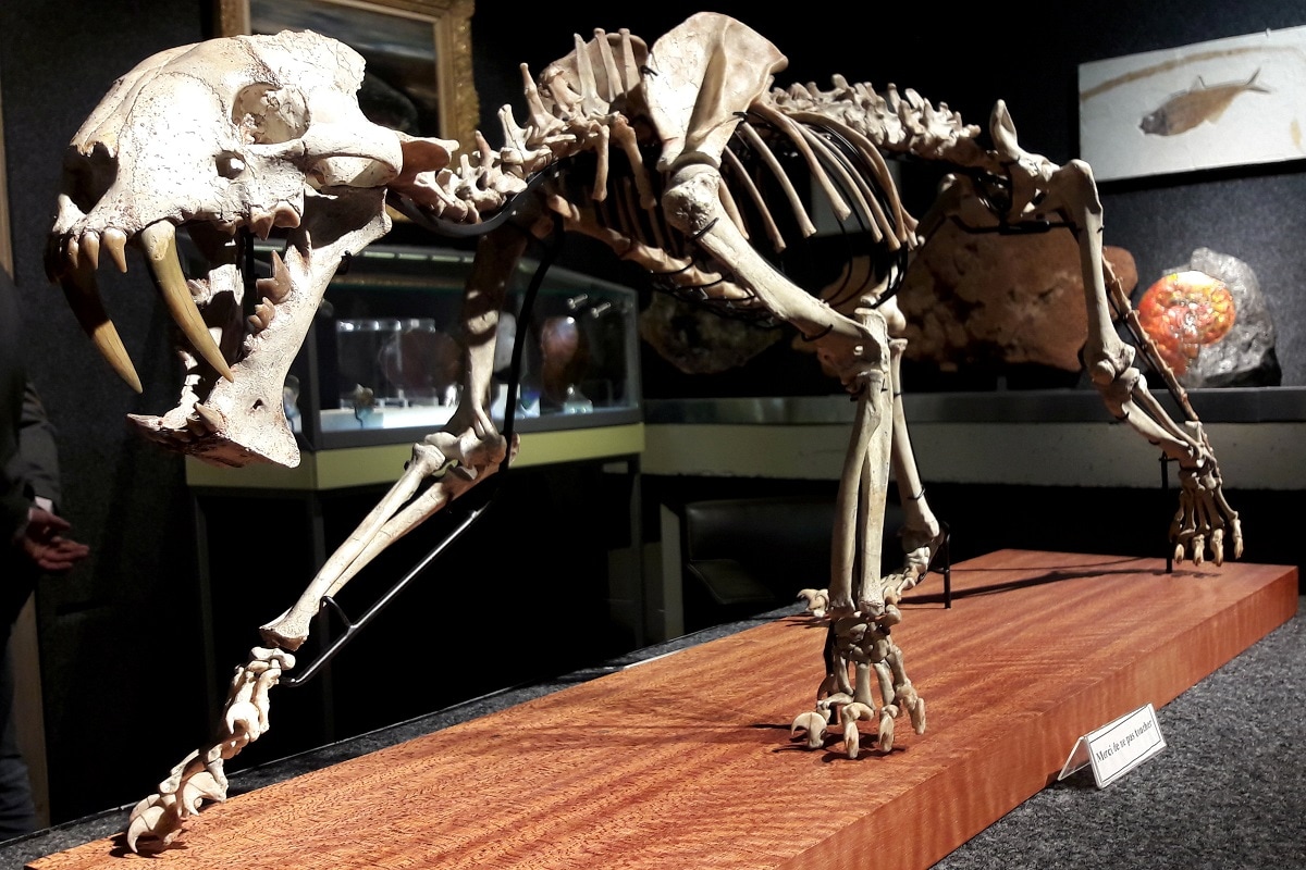 Rare US Saber-toothed Tiger Skeleton From 37 Million Years Ago Goes Up For Auction
