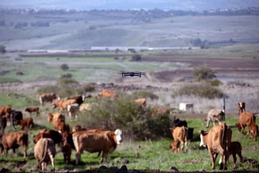 Cows gather as a drone flies above them, herding and observing them, as part of a method developed by Israeli firm BeeFree Agro, at a ranch near Katzrin in the Israeli-occupied Golan Heights November 29, 2020. (Photo: REUTERS/Ronen Zvulun)