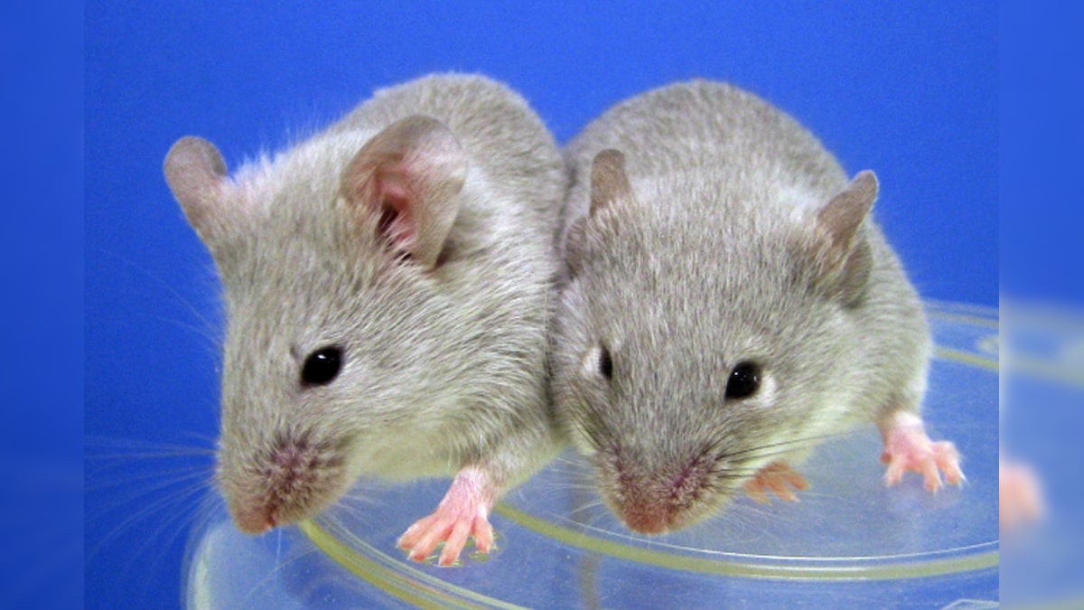 Scientists Have Restored Eyesight in Mice in 'Milestone' Anti-Ageing Treatment