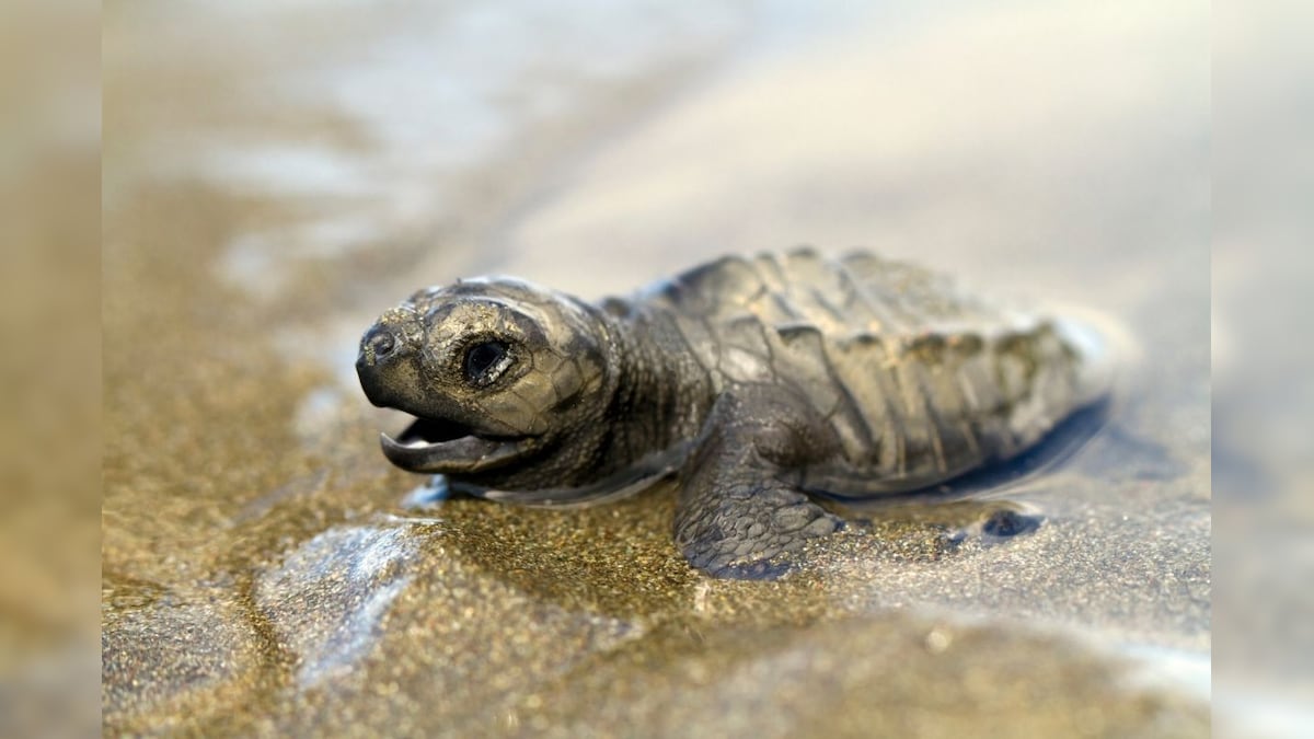 Hundreds of Olive Ridley Sea Turtles Are Returning to Odisha Beach for Nesting