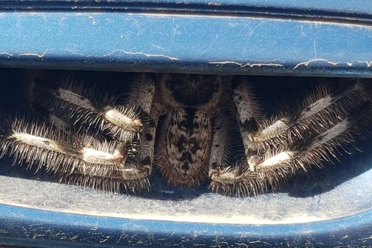 måske Ombord Ved lov Australian Woman Stops Driving for a Week after She Found This Huge Hairy  Spider on Her Car