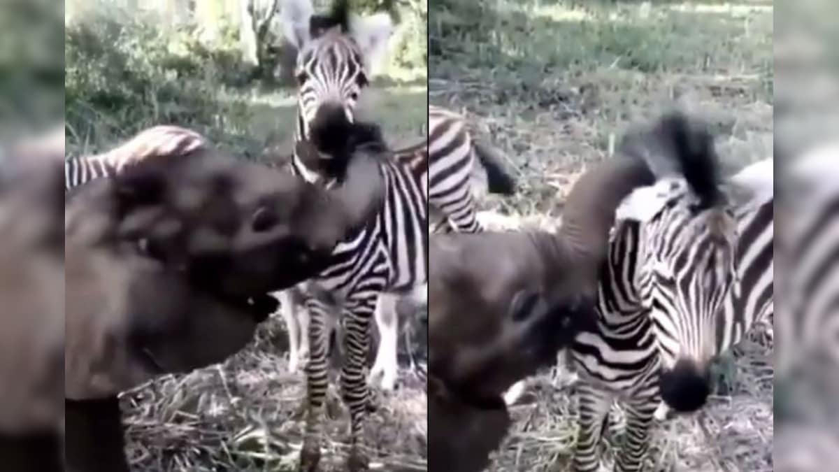 Watch: Baby Elephant Playing with Zebra in This Adorable Video is a Lovely Message