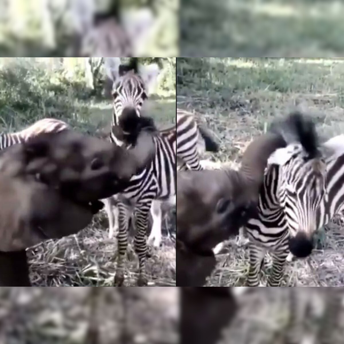 Watch: Baby Elephant Playing with Zebra in This Adorable Video is a Lovely Message Watch: Baby Elephant Playing with Zebra in This Adorable Video is a Lovely Message