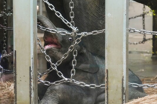 A baby Asian elephant goes on public display at Ueno Zoological Gardens, about a month after he was born, in Tokyo. 

(Credit: Kyodo/via REUTERS)