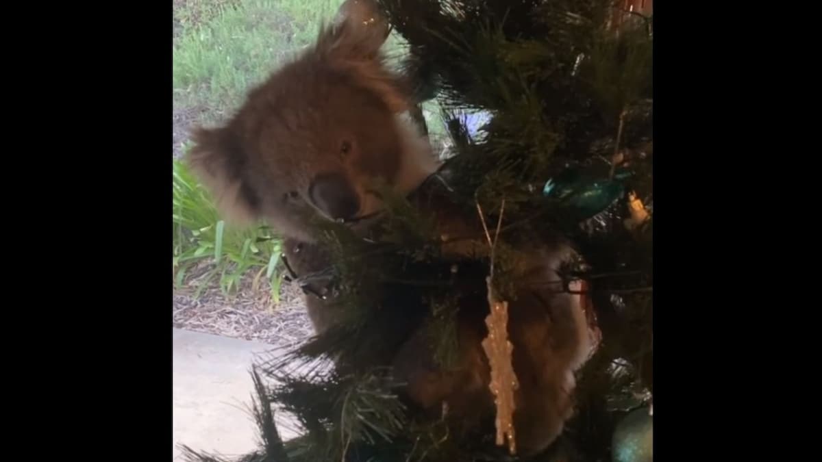 Australian Family Comes Home to Find Koala Bear Clinging to Their Christmas Tree