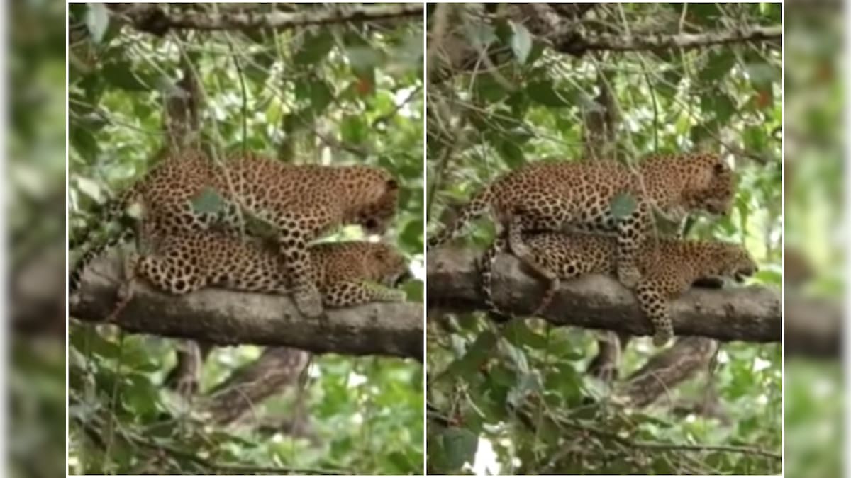 Watch: Leopards Caught Mating on a Tree Branch in MP, Viral Video Leaves Internet in Awe