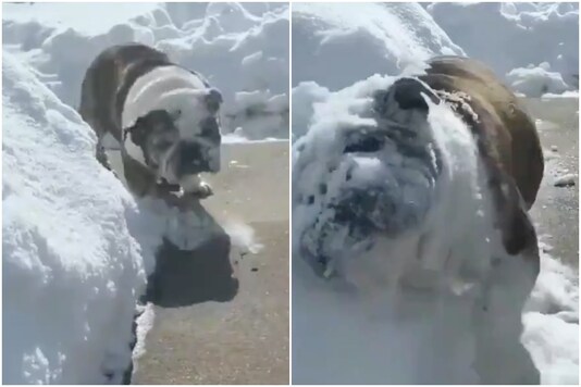 When this bulldog turned into a 'bulldozer' | Image credit: Twitter