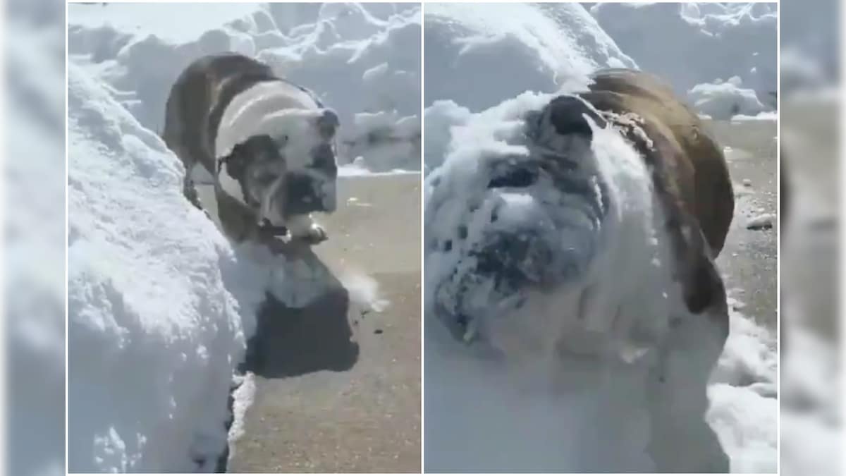 Watch: Dog 'Bulldozes' its Way Through a Wall of Snow, Internet Cannot Have Enough of it