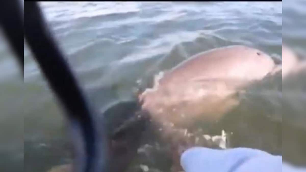 Watch: Man Rescues Dolphin from Underwater Trap as he Goes for Jet Ski Ride in Florida