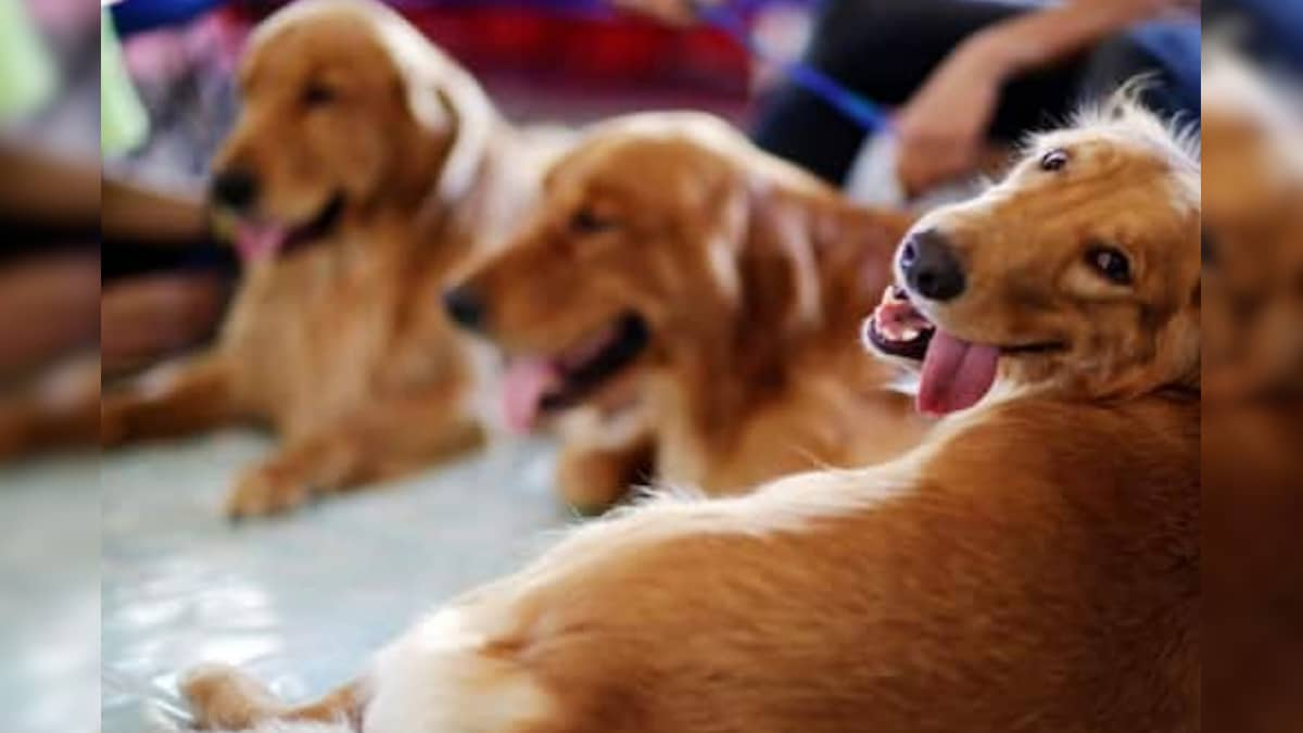 Driven by Worries About Stray Dogs, Chinese Woman Brings Home 1,300 Canines