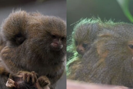 Watch Tiny Twin Monkeys No Bigger Than Ping Pong Balls Born In Uk S Chester Zoo Watch Tiny Twin Monkeys No Bigger Than Ping Pong Balls Born In Uk S Chester Zoo