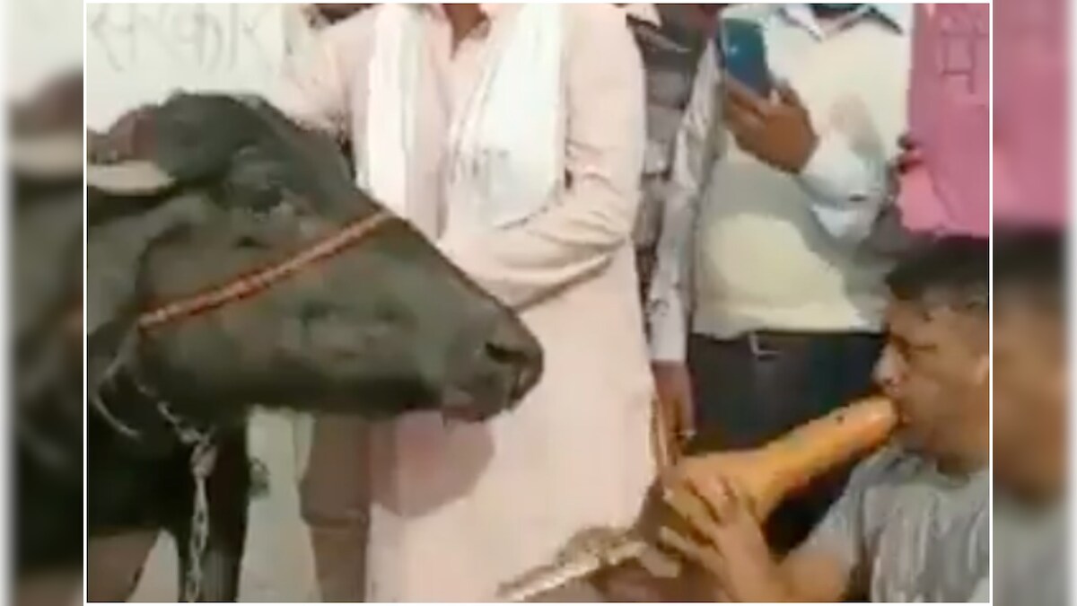 Protesting Farmers Play Snake Charmers' Flute in Front of Buffalo in