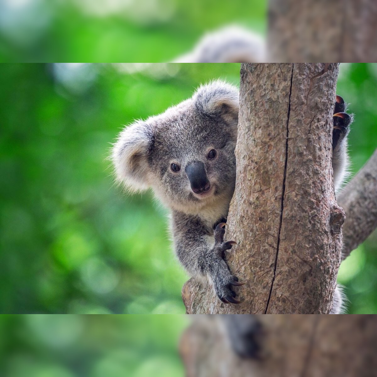 Over 60,000 Koalas Were Affected by Australia's Deadly 'Black Summer'  Bushfires
