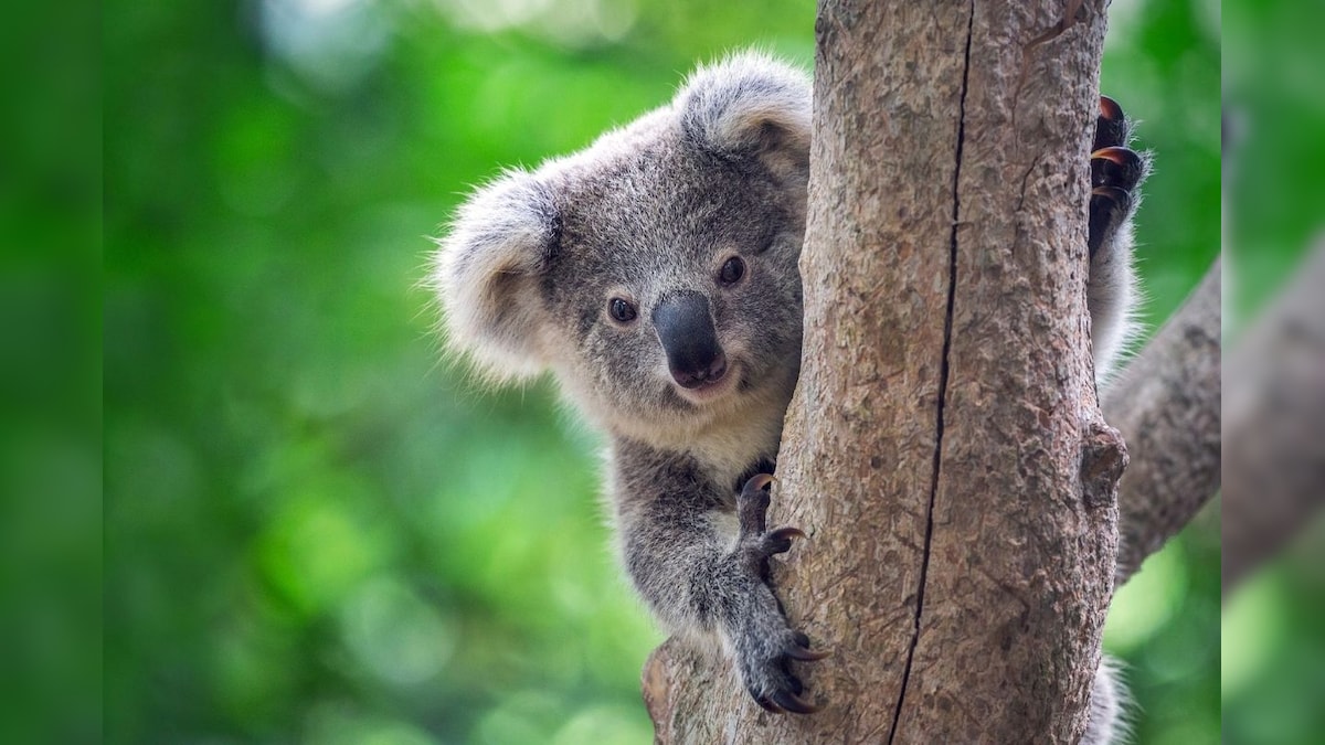 Over 60,000 Koalas Were Affected by Australia's Deadly 'Black Summer' Bushfires