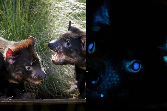 Researchers at Toledo Zoo in Ohio, posted the findings on their social media handles claiming that they were the first in the world to document the case of biofluorescence in Tasmanian devils. (Credit: Toledo Zoo/Twitter)
