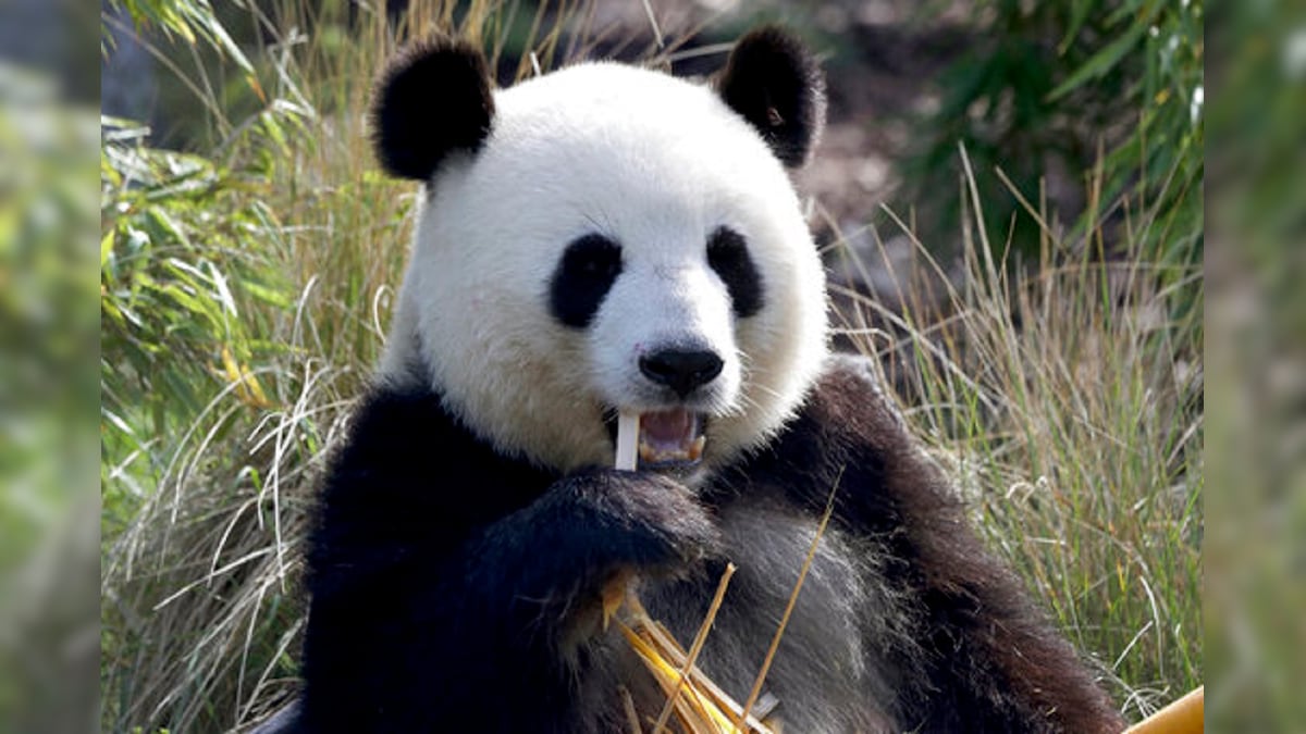 'Healthy Boy' Panda Cub Born Last Month in Japanese Zoo Turns Out to be a Female