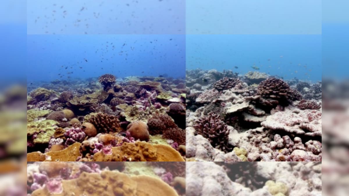 Corals Can Still Bounce Back from Bleaching Even During Heatwaves if Humans Don't Interfere: Study