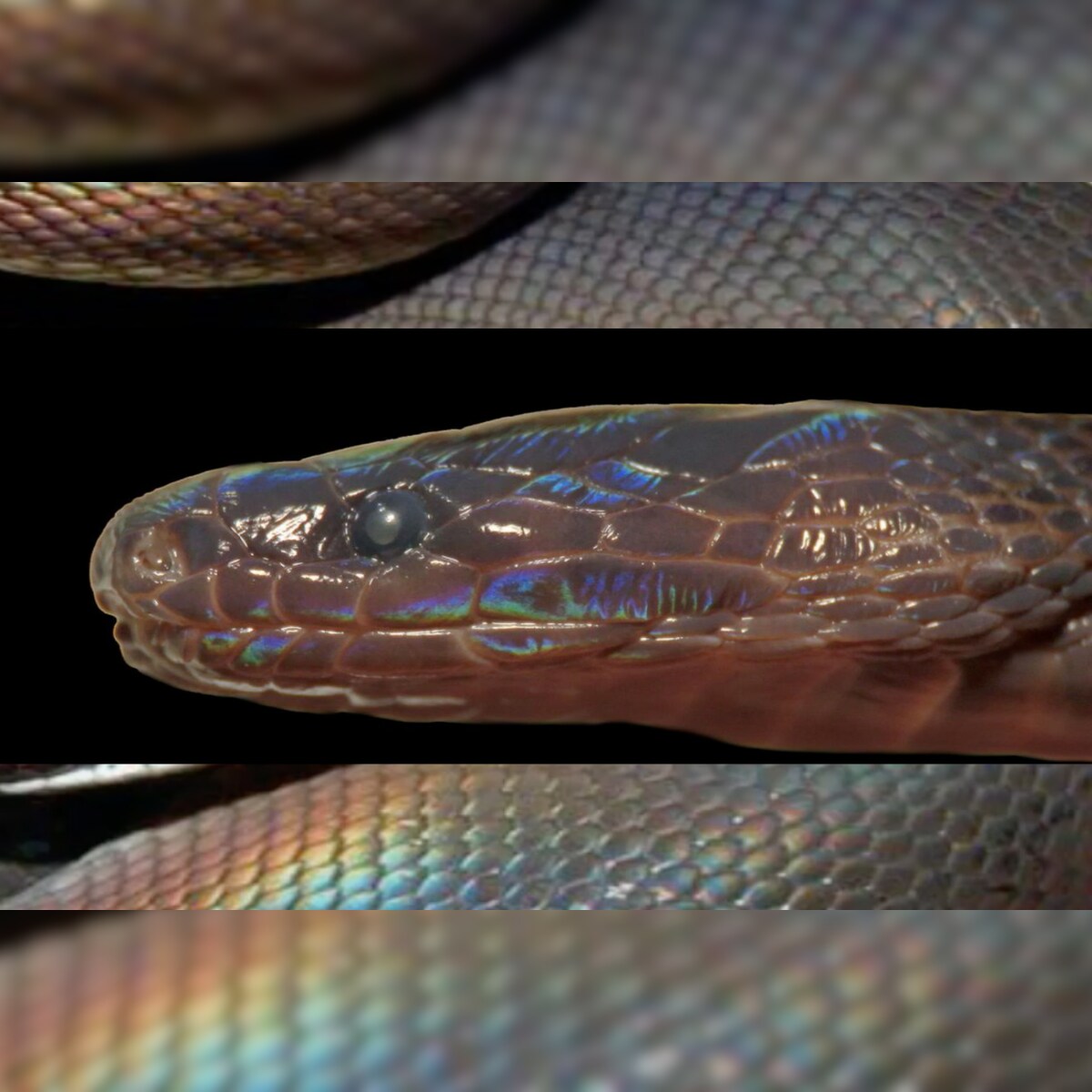 Rare Species of Iridescent Snake with Shimmering Scales Discovered in  Vietnam