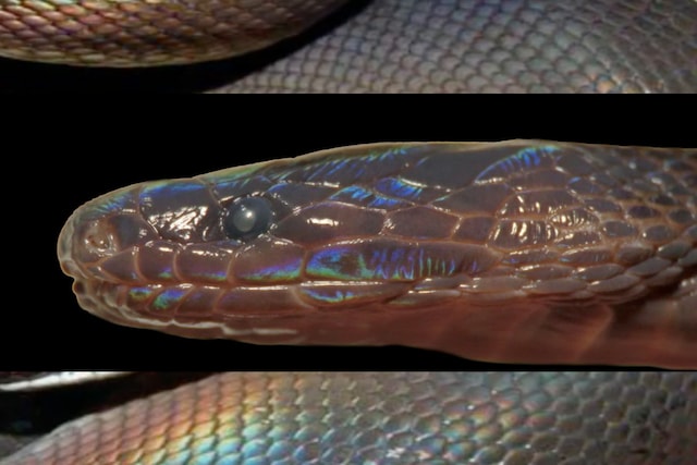 Rare, iridescent snake discovered in Vietnam | Image credit: YouTube